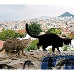 猫 QHD(1080×960) 2023岩合光昭 世界の猫 猫 QHD(1080×960) 2023岩合光昭 世界の猫