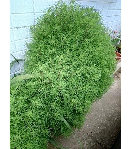 Amazon.co.jp: コキア 箒草 抜き苗 10株 : DIY・工具・ガーデン