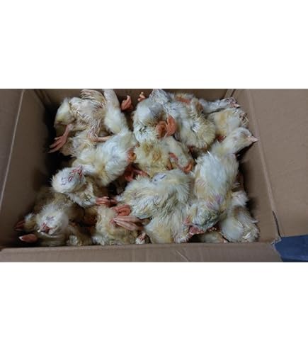 冷凍ひよこ 700羽 71ozd6hQy2L._UF350,350_QL50_.jpg