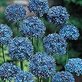 Amazon 国華園 秋植え球根 早期販売 アリウム 丹頂 小輪 球 21年春商品 鉢