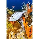 海の生き物 iPhone(640×960)壁紙 A Breathtaking Tour of the Ocean's Great Biodiversity 海の生き物 iPhone(640×960)壁紙 A Breathtaking Tour of the Ocean's Great Biodiversity