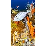 海の生き物 iPhoneSE/5s/5c/5 壁紙 視差効果 A Breathtaking Tour of the Ocean's Great Biodiversity 海の生き物 iPhoneSE/5s/5c/5 壁紙 視差効果 A Breathtaking Tour of the Ocean's Great Biodiversity