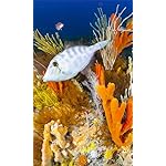 海の生き物 FVGA(480×800)壁紙 A Breathtaking Tour of the Ocean's Great Biodiversity 海の生き物 FVGA(480×800)壁紙 A Breathtaking Tour of the Ocean's Great Biodiversity