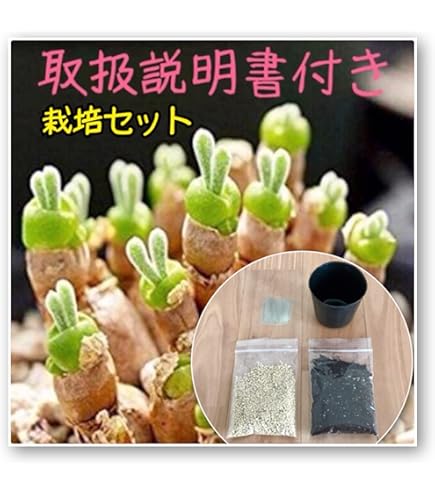 Amazon.co.jp: モニラリア モニラニア 種子20粒 多肉植物 育て方説明書