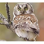 フクロウ QHD(1080×960) Eulen 2019 Broschuerenkalender フクロウ QHD(1080×960) Eulen 2019 Broschuerenkalender