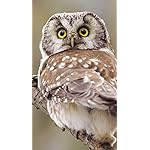 フクロウ iPhoneSE/5s/5c/5(640×1136)壁紙 Eulen 2019 Broschuerenkalender フクロウ iPhoneSE/5s/5c/5(640×1136)壁紙 Eulen 2019 Broschuerenkalender