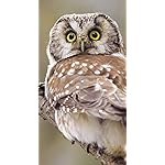 フクロウ iPhoneSE/5s/5c/5 壁紙 視差効果 Eulen 2019 Broschuerenkalender フクロウ iPhoneSE/5s/5c/5 壁紙 視差効果 Eulen 2019 Broschuerenkalender