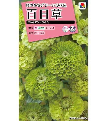 Amazon | タキイ種苗 百日草 カクタス咲混合 | 花