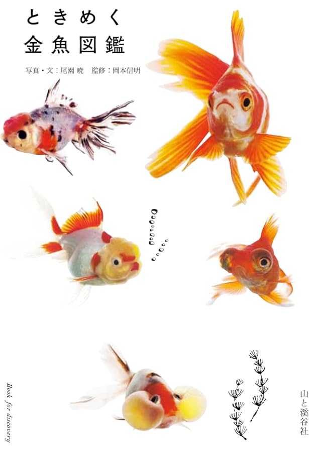 Amazon.co.jp: 最新 金魚飼育大全 : 吉田 信行: 本