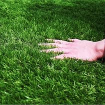81cIFKNwBcL._AC_UL210_SR210,