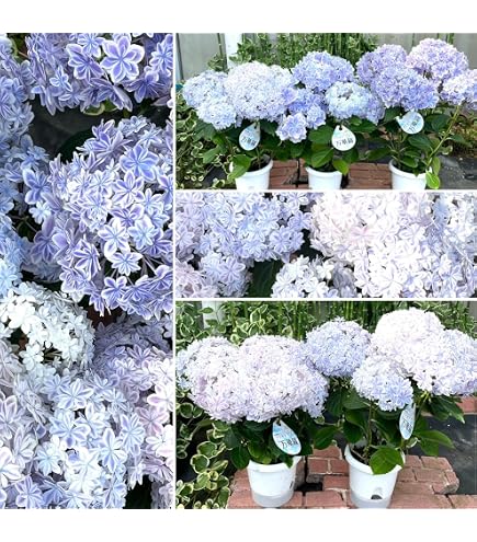 Amazon｜紫陽花 大鉢8号 ラグランジア ブライダルシャワー｜観葉植物