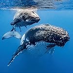 海の生き物 iPad壁紙 The Ocean Unseen 2021 Calendar 海の生き物 iPad壁紙 The Ocean Unseen 2021 Calendar