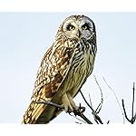 フクロウ Android(960×800)待ち受け Eulen 2021: Broschuerenkalender mit Ferienterminen. Eulen, Jaeger der Nacht フクロウ Android(960×800)待ち受け Eulen 2021: Broschuerenkalender mit Ferienterminen. Eulen, Jaeger der Nacht