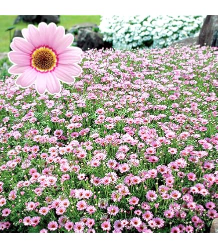 Amazon | マーガレット サワーリップル 花苗 2株 9㎝ポリポット | 花