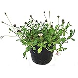 ヒメイワダレソウ（リピア） 【20Potセット】 花苗