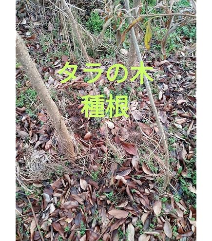 Amazon.co.jp: タラの芽 2kg : DIY・工具・ガーデン