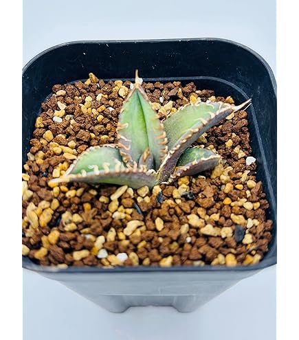 Amazon｜アガベ チタノタ 麻花龍/Agave titanota 'Ma Hua Long'/観葉
