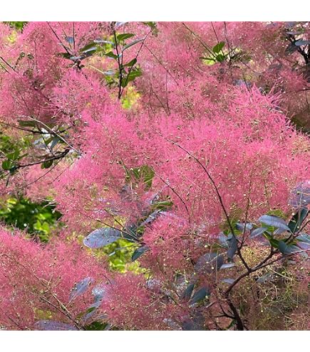 Amazon.co.jp: 庭木・植木：スモークツリー* 5号 ピンクエンジェル