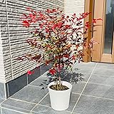 アカナンテン 赤南天 6号 ラスターポット南天の木 鉢カバー 庭木 植木 常緑樹