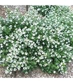 ウエストリンギア　/ 627 Amazon.co.jp: ウエストリンギア・ライムライト7号鉢【品種で