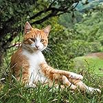 猫 iPad壁紙 2023カレンダー 世界の自由ネコ 猫 iPad壁紙 2023カレンダー 世界の自由ネコ