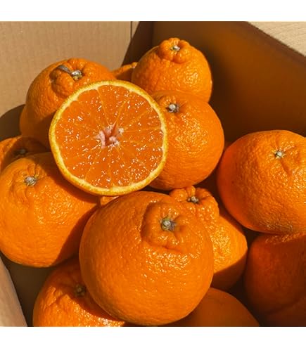 28.愛知県産　デコポン（不知火）約20kg家庭用 10kg×2箱届く【限定数】超特価！不知火 しらぬい 20kg デコポン みかん