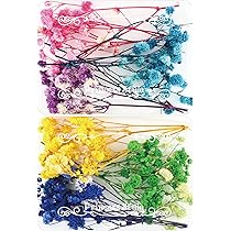 Amazon | Princess-style かすみ草 咲いた花 レジン ドライフラワー