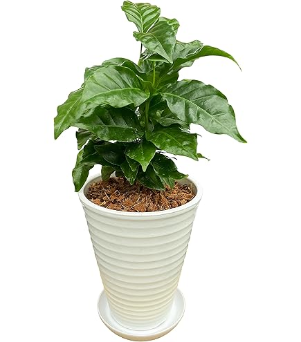 【大型美品】コーヒーの木・8号鉢9/6画像追加約110cm Amazon｜ノーブランド品 コーヒーの木 8号 (茶色) アフリカ産