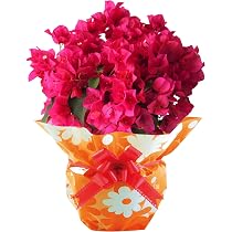 Amazon.co.jp: 花のギフト社 母の日 花 鉢植え ブーゲンビリア