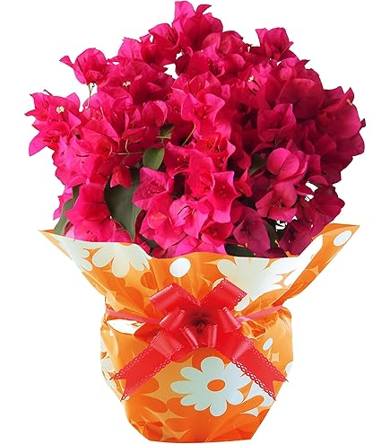 Amazon｜鉢物 生花 ほおずき 6号鉢 鉢植え 鉢カバー付き