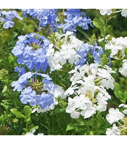 Amazon｜ルリマツリ4年苗｜観葉植物 オンライン通販