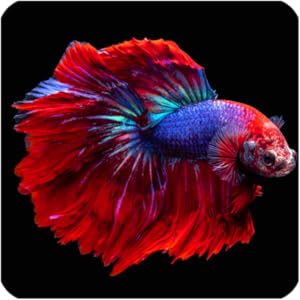 ベタの魚の壁紙