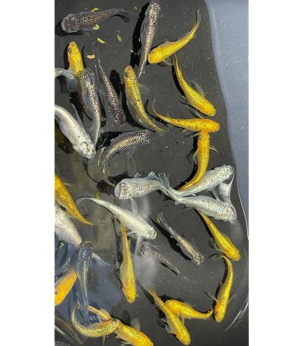 Amazon | 黒天幻龍メダカ卵 有精卵20個+@ | ノーブランド品 | 観賞魚