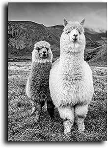 Amazon Co Jp キャンバスプリント60x80cmフレームなしキャンバスにプリント白黒動物アルパカポスタープリントウォールアート保育園の写真ラマキッズルームの装飾 ホーム キッチン