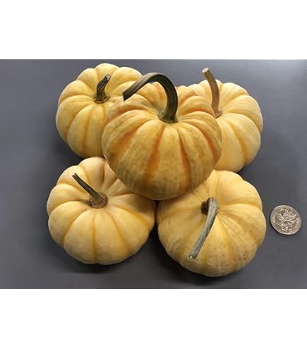 Amazon.co.jp: 【生花】かぼちゃ ミニパンプキン プッチーニ