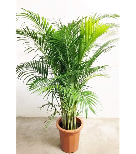 Amazon｜ココヤシ 苗 苗木 観葉植物 ココナッツ ヤシの木 7号鉢｜観葉 
