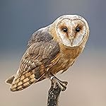 フクロウ iPad壁紙 Eulen 2019 Broschuerenkalender フクロウ iPad壁紙 Eulen 2019 Broschuerenkalender