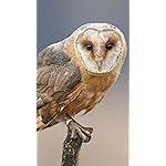 フクロウ XFVGA(480×854)壁紙 Eulen 2019 Broschuerenkalender フクロウ XFVGA(480×854)壁紙 Eulen 2019 Broschuerenkalender