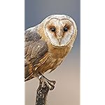 フクロウ iPhoneSE/5s/5c/5 壁紙 視差効果 Eulen 2019 Broschuerenkalender フクロウ iPhoneSE/5s/5c/5 壁紙 視差効果 Eulen 2019 Broschuerenkalender