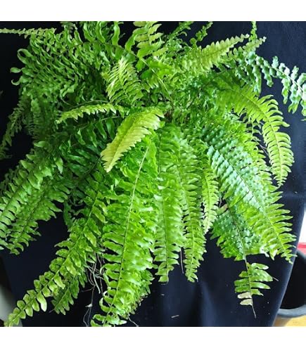 Amazon｜斑入り ネフロレピス ハッピーマーブル 8号 1｜観葉植物