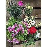 PURIZA 旬のお花苗 おまかせセット ガーデニング 鉢花 鉢植え 苗物 職人が選んだ 季節花苗セット 寄せ植え 鉢 5ポット