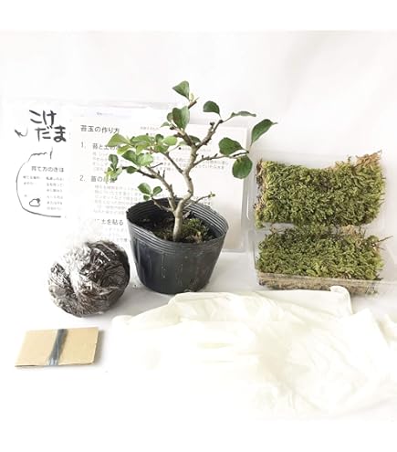 販売再開★完全品/ハイ苔5年物10個セット/庭や苔玉/厚約2cm/長47幅32 Amazon.co.jp: 【華みやび】ミニ苔玉キット 3個分セット 5センチ