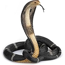 Amazon.co.jp: 13 Inch Animal Figure Coiled King Cobra Snake