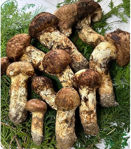 Amazon.co.jp: 快適生活 天然高級 松茸開き 500g/1kg マツタケ