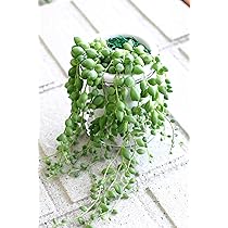 Amazon｜グリーンネックレス（緑の鈴） (グリーンネックレス（緑の鈴