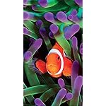 海の生き物 XFVGA(480×854)壁紙 2022 the Ocean Unseen Wall Calendar 海の生き物 XFVGA(480×854)壁紙 2022 the Ocean Unseen Wall Calendar