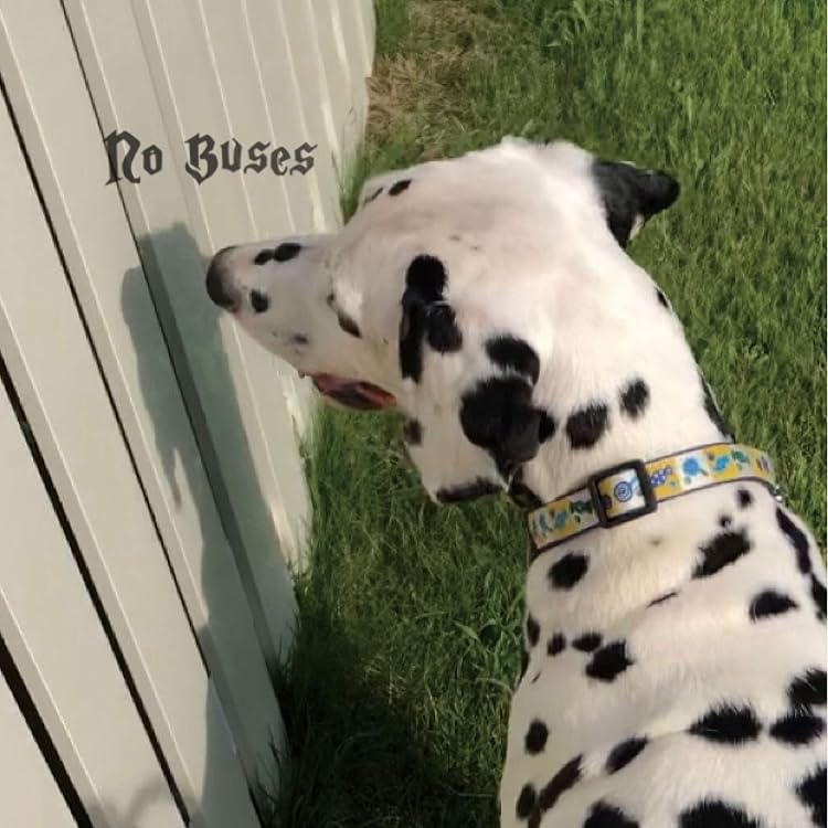 Amazon.co.jp: No Buses: ミュージック