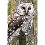 フクロウ iPhone(640×960)壁紙 Eulen 2021: Broschuerenkalender mit Ferienterminen. Eulen, Jaeger der Nacht フクロウ iPhone(640×960)壁紙 Eulen 2021: Broschuerenkalender mit Ferienterminen. Eulen, Jaeger der Nacht