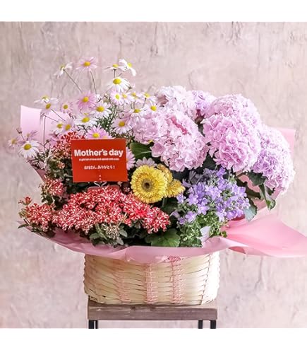 Amazon｜母の日 季節のおまかせ寄せ鉢 鉢花 お任せ種類でバスケットに