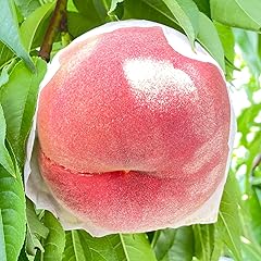 【2026年先行予約】山梨の朝どれ桃2Kg 大玉5玉～7玉（2026年6月下旬から8月下旬頃発送）